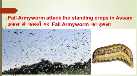 Fall Army Worm Attack The Standing Crops In Assam।असम में Fall Armyworm