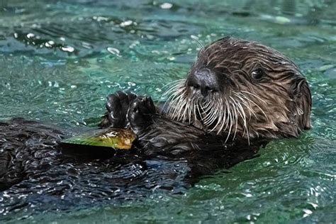 Meet Sea Otter Pups 926, 927, and 929! — The Daily Otter