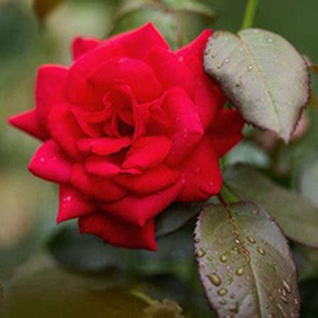 Most Beautiful Rose Flower On Earth