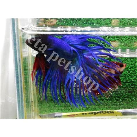 Ekm Royal Blue Crowntail Erkek Betta