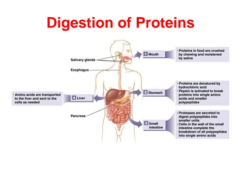 SOLUTION Digestion And Absorption Of Proteins Studypool