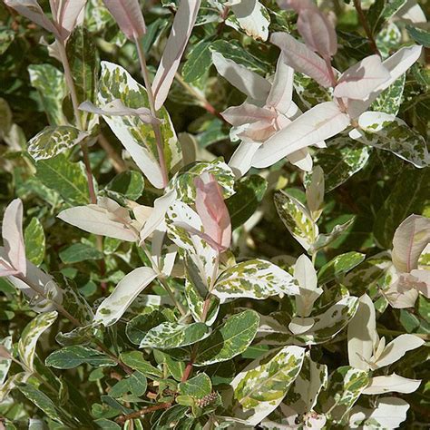 Salix Integra Hakuro Nishiki Shrub Horsford Gardens And Nursery