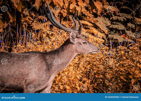 Deer in the Middle of the Forest Stock Image - Image of purwo, middle ...