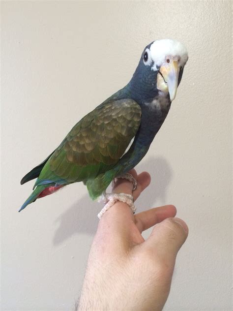 White Capped Pionus Parrots For Sale Online Live Parrots