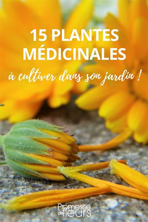 15 plantes médicinales à cultiver dans son jardin Promesse de Fleurs