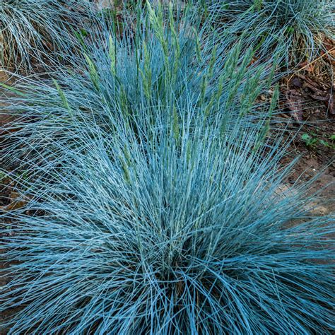 Festuca Glauca Intense Blue Vendita Piante Online