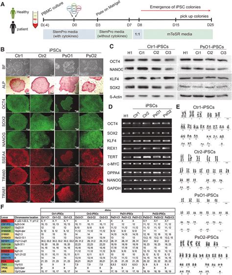 Generation And Characterization Of Ipsc Lines A Schematic Diagram Of