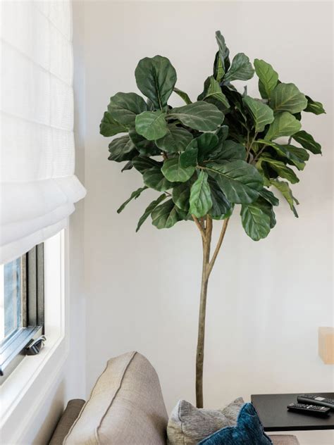 How To Grow Fiddle Leaf Fig 9 Indispensable Tips