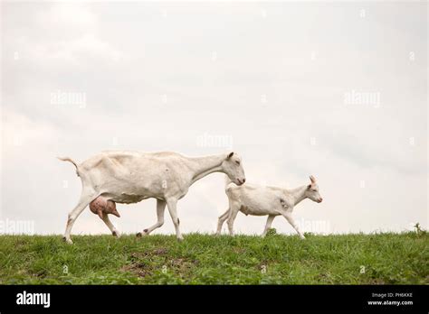 Full Goat Udder Hi Res Stock Photography And Images Alamy