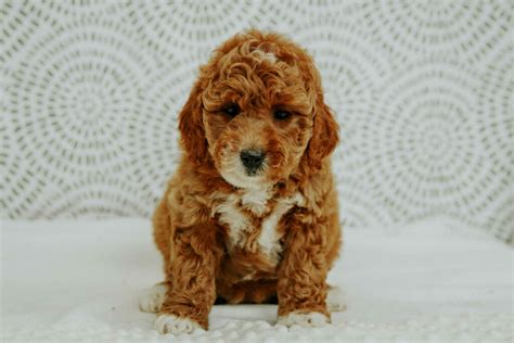 Bernedoodle Puppies For Sale In Las Vegas Bernedoodle Breeders