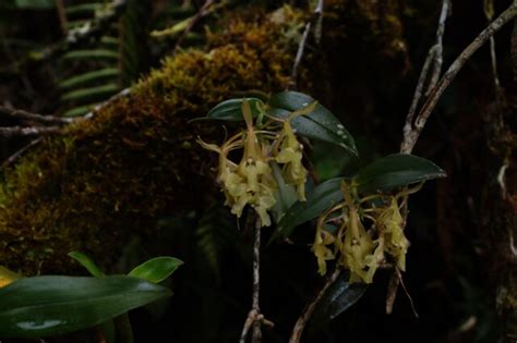 Descubren Seis Nuevas Especies De Orqu Deas En La Selva Peruana