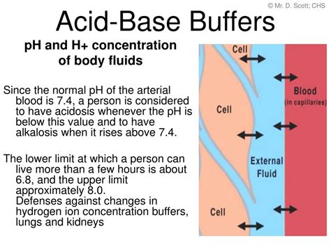 Ppt Acid Base Buffers Powerpoint Presentation Free Download Id 496487