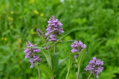 Knollen Brandkraut Phlomis Tuberosa