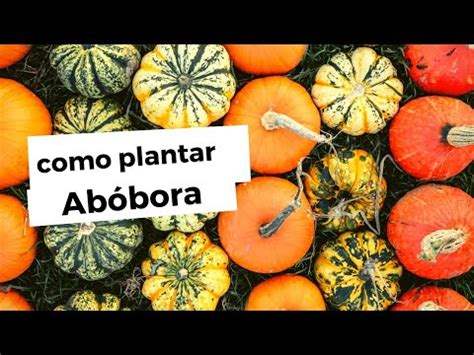 Como Plantar Ab Bora Do Plantio A Colheita Passo A Passo Youtube