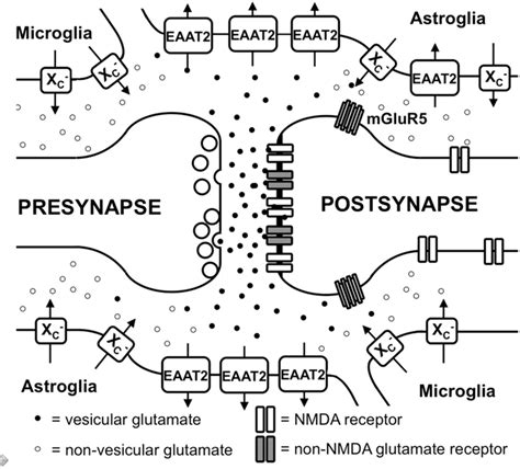 Glutamate Metabolism In The Brain Vesicular Glutamate Is Synaptically