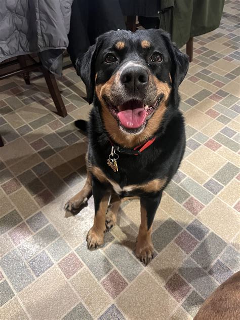 German Shepherd Rottweiler Pitbull Mix