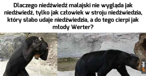 Dziwny Ten Misiek Jeja Pl