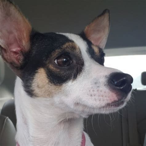 Toy Rat Terrier Rescue