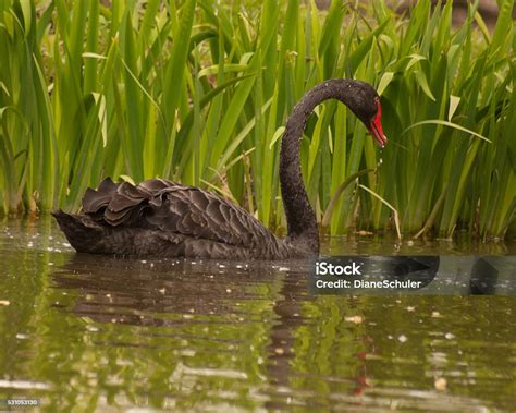 Black Swan Stock Photo Download Image Now Australia Bird Black