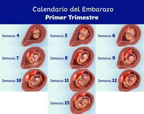 Tiempos Y Significados De Las Semanas Todo Lo Que Necesitas Saber Neurat