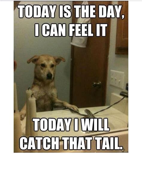 A Dogs Daily Routine Funny Dogs Funny Animal Memes Funny Animals