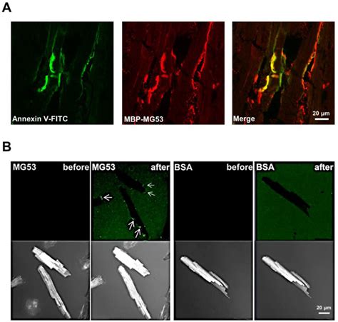 Rhmg Targets Injury Sites Of Cardiomyocytes When Applied From