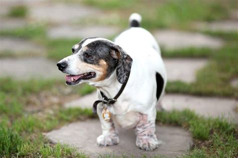 10 Common Dachshund Health Problems to Look out For – Dachshund Journal