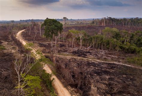 Stop Deforestation Landing – Rainforest Trust