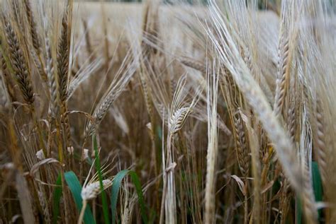 Beneficios De La Malta De Cebada Natursan