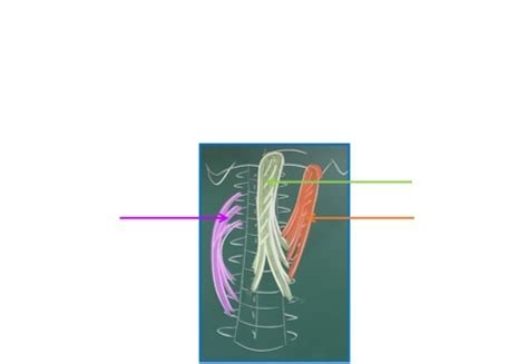 Diagramme De Cad T Te Et Cou Muscles De La Nuque Vue Post Rieure