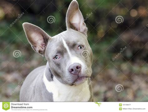 Bluenose Pitbull狗被混合的品种小狗 库存图片 图片 包括有 大型猛犬 耳朵 肥胖 101198477