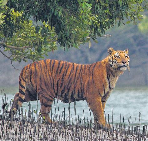 Sunderbans Tiger Reserve expands as 3 more ranges come under its ambit