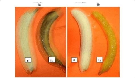 Symptoms of banana pulp rot.I1-Banana pulp rotted due to L. theobromae... | Download Scientific ...