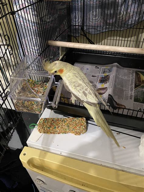 ways to cockatiel limping safely 8