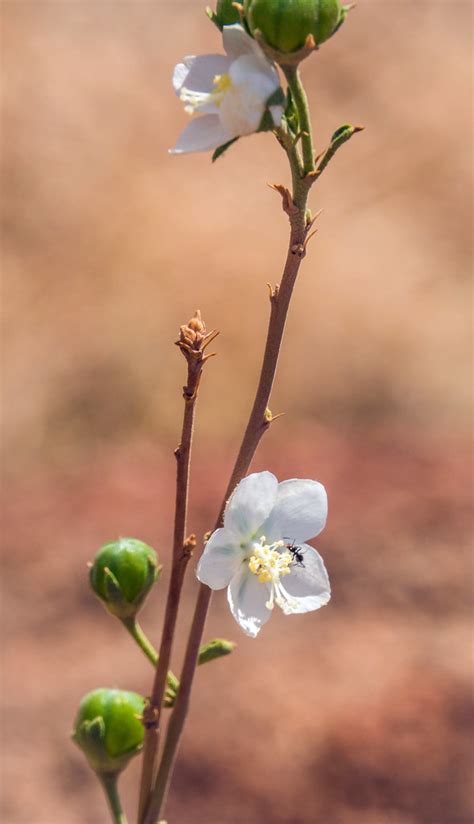 Flower Of Pachypodium Sp Northern Namibia Flower Of Pach Flickr