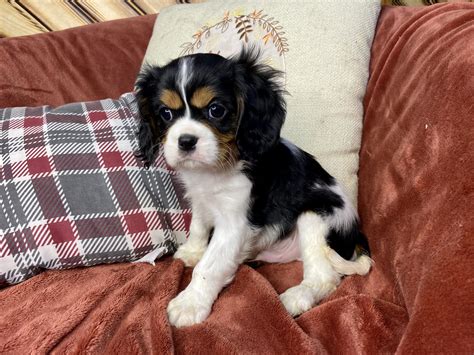 Cavalier King Charles Spaniels — Shady Pines Family Puppies