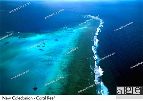 New Caledonia - Coral Reef, Stock Photo, Picture And Royalty Free Image ...