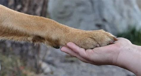 Bobi es el perro más viejo del mundo y fue reconocido con el Récord Guinnes