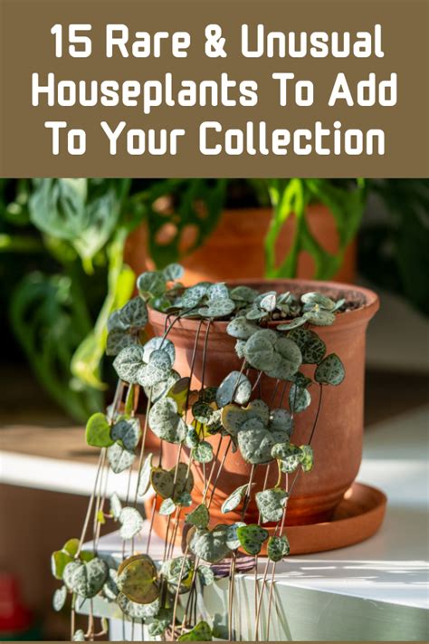 Rare Unusual Houseplants To Add To Your Collection Garden Beds