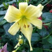 Hemerocallis Itsy Bitsy Spider Rocky Dale Gardens Plant Catalog