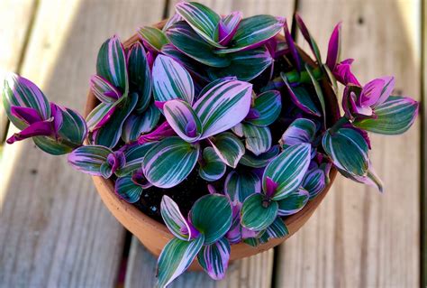 Rare Tradescantia Nanouk Lilac Plant Rare Tradescantia Pot Etsy