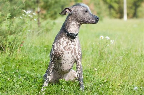 10 Dog Breeds That Shed the Least - Dog Breeds