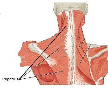 Trapezius Muscle | Structure, Location & Function | Study.com