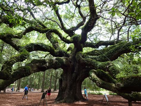 Angel oak | Angel oak, Tree, Plants