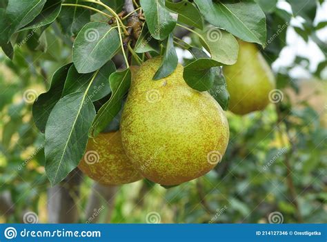 Pears Ripen On The Tree Branch Stock Photo Image Of Crop