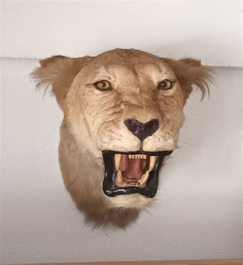 Lion Head Mount Panthera Leo 454550 Cm CITES Catawiki