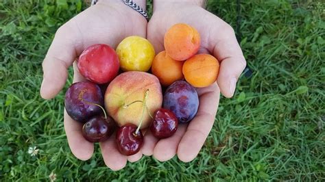 Frutas Aragonesas Sanas Y Buenas Hasta El Hueso