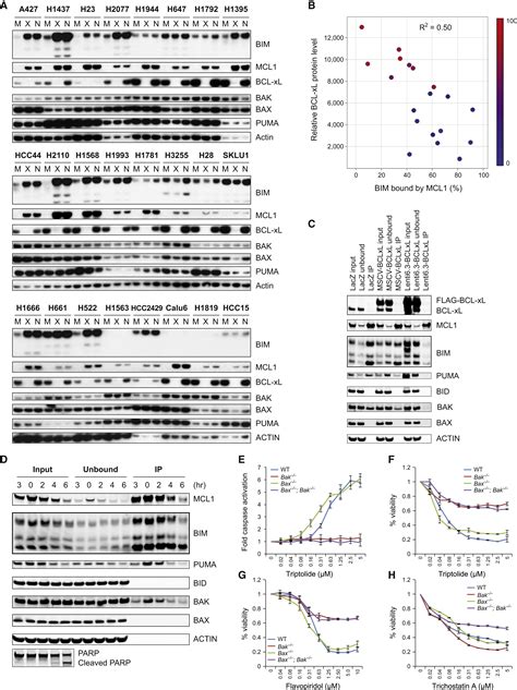 Chemical Genomics Identifies Small Molecule Mcl1 Repressors And Bcl Xl As A Predictor Of Mcl1