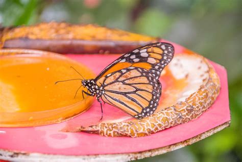 Make Food For Monarch Butterflies Using Your Leftovers