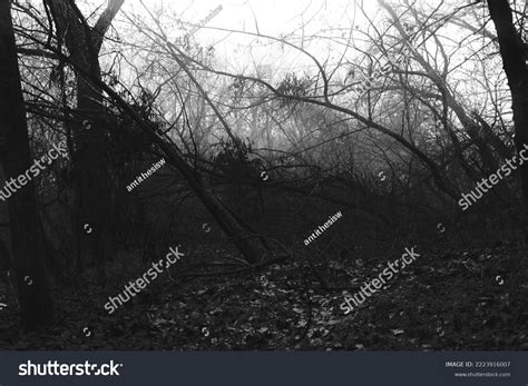 Dark Misty Forest Black Metal Forest Stock Photo 2223916007 | Shutterstock